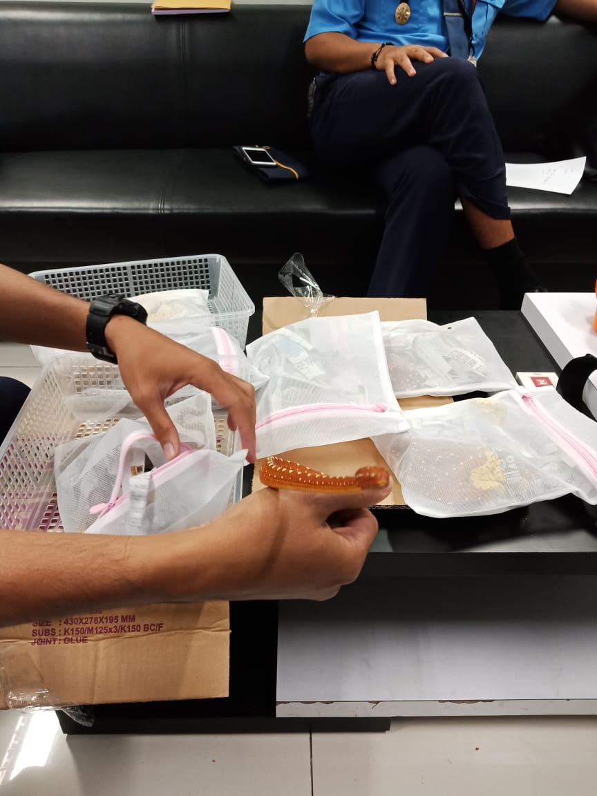 Avsec Soetta Gagalkan Penyelundupam Ular, Kadal dan Hewan langka Lainnya