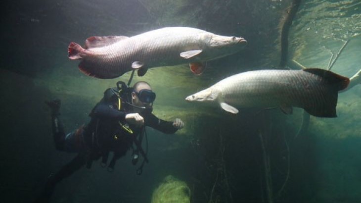 Ikan Arapaiman Berbahaya, Dilarang Dibudidayakan di Perairan Indonesia