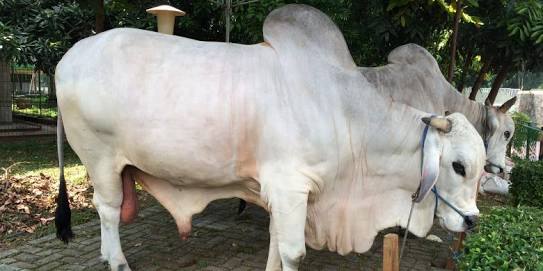 Madiun Membutuhkan 20 Ribu Ekor Hewan Kurban