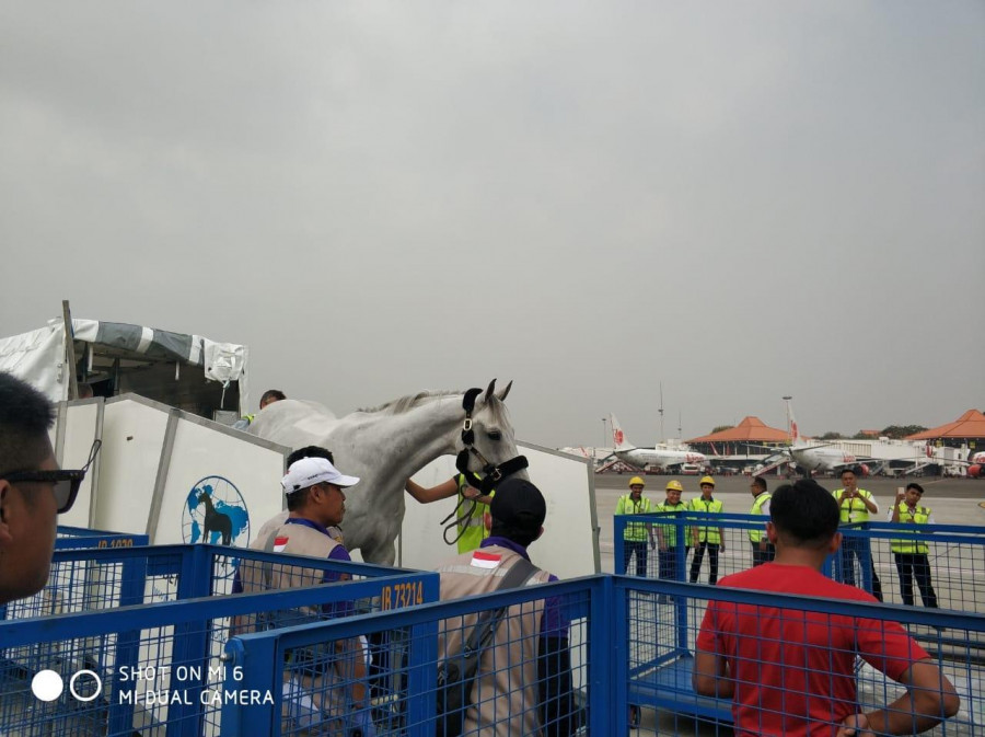 Proses Bongkar Kuda Pacu Asian Games 2018