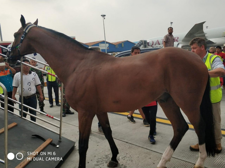  Proses Bongkar Kuda Pacu Asian Games 2018