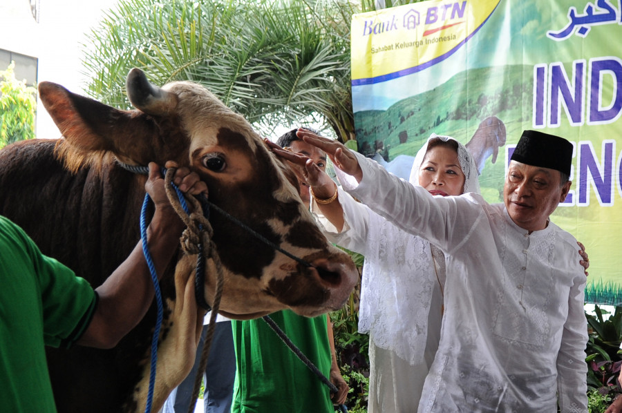 BTN Salurkan Ratusan Hewan Qurban