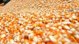 Perum Bulog Kembali Buka Kran Impor Jagung