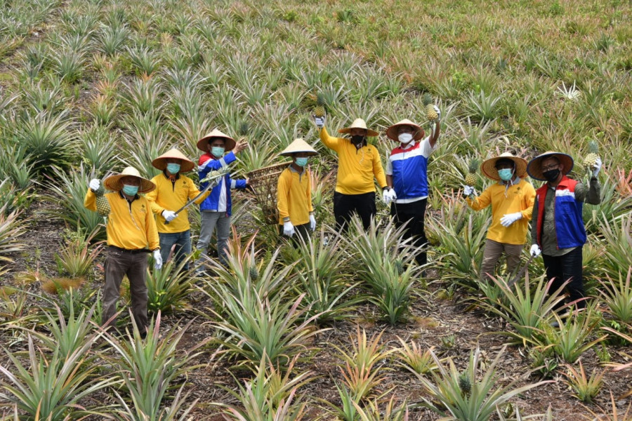 Petani & Pertamina Dongkak Perekonomian Warga Sei Pakning Dengan Budidaya Nanas di Lahan Gambut