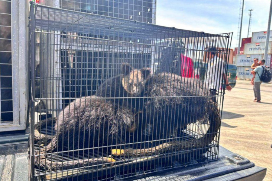 17 Hewan Langka Asal Papua Yang Diselundupkan Lewat  Kapal PELNI Kini Dikembalikan ke Habitatnya