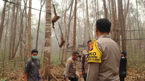 Perkuat Patroli Hutan Terpadu, Rescue Satwa Terdampak dan Pengamanan agar Orang Utan Terlindungi