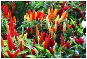 Harga Cabai Rawit di Sejumlah Daerah Naik Hingga Rp 120 Ribu/Kg