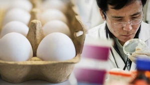 Ilmuwan Jepang Rekayasa Ayam Bertelur Obat Lawan Kanker