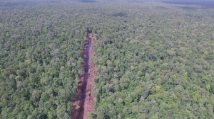 Peluang Kerja Dan Ekspor Kayu Tekan Moratorium Pemerintah