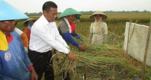 Pemerintah Siapkan Rp 14,8 Triliun Untuk Beli Gabah Petani
