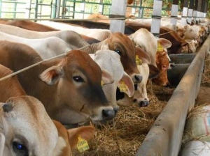 JABODETABEK Dapat Pasokan 66.300 Ekor Sapi Dari NTT