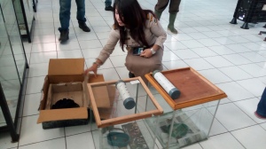 Karantina Soetta Gagalkan Pengiriman Hewan Langka Papua ke Hong Kong