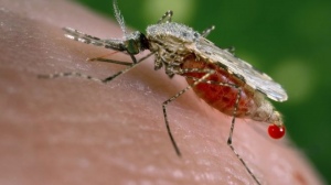 Belum Bisa Disembuhkan, Super Malaria Menyebar Cepat Di Asia Tenggara