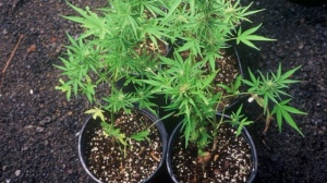 Ringankan Derita Kanker Istri, Suami Dipenjara Karena Tanam Ganja 