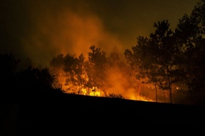 BNPB: Ancaman Kebakaran Hutan Meningkat