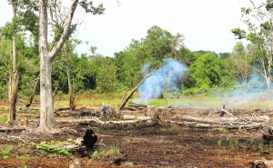 Hutan Mulai Hilang, Indonesia Kontributor Emisi Gas Rumah Kaca
