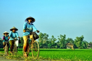 Mentan Luncurkan Aplikasi Pertanian Berbasis Smartphone
