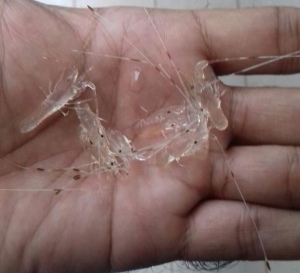 Penyelundupan Baby Lobster di Soekarno-Hatta Digagalkan