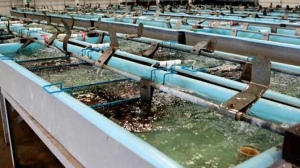 Lele Bioflok Solusi Penuhi Kebutuhan Gizi Masyarakat 