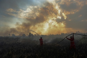 Militer Perintahkan Agar Pembakar Hutan Ditembak