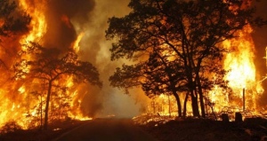 Riau Umumkan Status Darurat 96 Hari