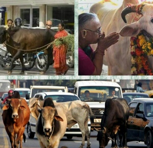 Di India Sapi dan Kerbau Miliki KTP