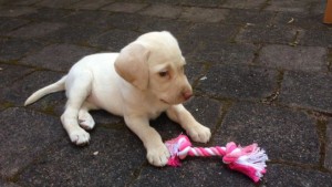 Pencuri Bernurani Kembalikan Anak Anjing Curian