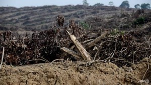 Gagal Hentikan Deforestasi, Greenpeace Kecam Industri Sawit Indonesia