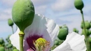 Heroin  Senilai Tiga Juta Dolar AS Disita Polisi