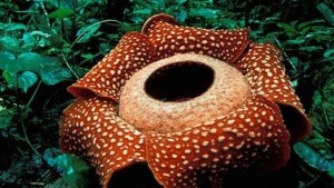 Raflesia Mekar Sempurna Dibelukar Kebun Kopi Warga