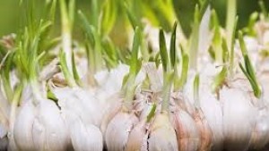 Indonesia  - Australi Akan Jalin Kerjasama Pengembangan Bawang Putih