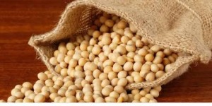 Produksi Kedelai Sultra Terus Menurun