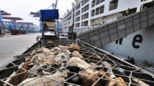 Angkutan  Kapal Ternak Belum Mencapai Target, Harga Daging Masih tetap Tinggi