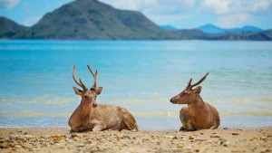 Taman Nasional Bali Barat Masuk Best Top 100 Destination