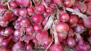 Harga Bawang Merah di Bengkulu Meroket