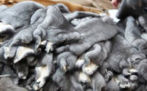 Di Inggris, Bulu Hewan Dilarang Untuk Perdagangan Mode