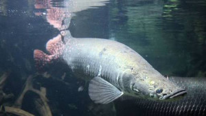 Ikan-ika  Jenis Ini Tidak Boleh Dipelihara