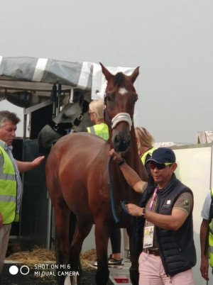  Proses Bongkar Kuda Pacu Asian Games 2018