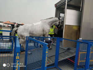  Proses Bongkar Kuda Pacu Asian Games 2018