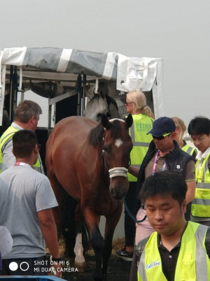  Proses Bongkar Kuda Pacu Asian Games 2018