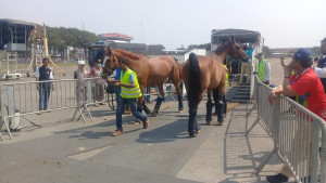 Kuda Pacu Asian Games Kembali Mendarat di Soetta