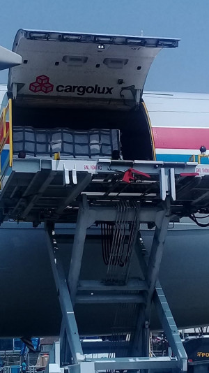 Kuda Pacu Asian Games Kembali Mendarat di Soetta