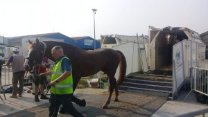 Kuda Senilai Ratusan Miliar  Dibongkar di Terminal Cargo Soetta