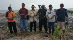 590 Pohon Mangrove Ditanam  di Pantai Kubu