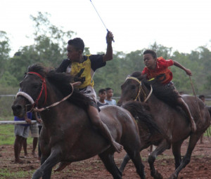 Pacuan Kuda Piala Gubernur NTT Sedot Perhatian Wisman  