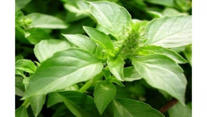 Manfaat Daun Kemangi Untuk Kesehatan Anda 