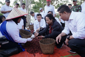 Kopi Arabica  Komoditas Ekspor Unggulan Asal Banyuwangi, Ini Saran Menteri BUMN