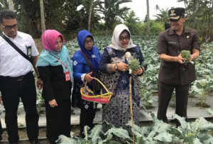 Pertamina DPPU Syamsudin Noor Bantu Wanita Tani Hidroponik Jahe Merah dan Kembang Kol