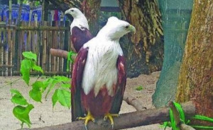 Pertamina Kucurkan Dana Rp1 Miliar Untuk Konservasi Elang Bondol di Kepulauan Seribu