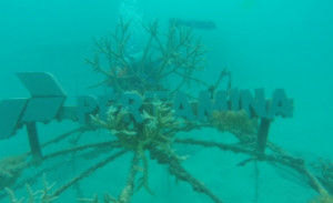 Pertamina MOR IV Dukung Pelestarian Terumbu Karang Dan Objek Wisata Karimun Jawa 